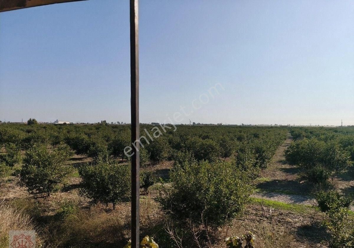Tarsus 360 Dönüm Yetişkin Narenciye Bahçesi - Görsel 4