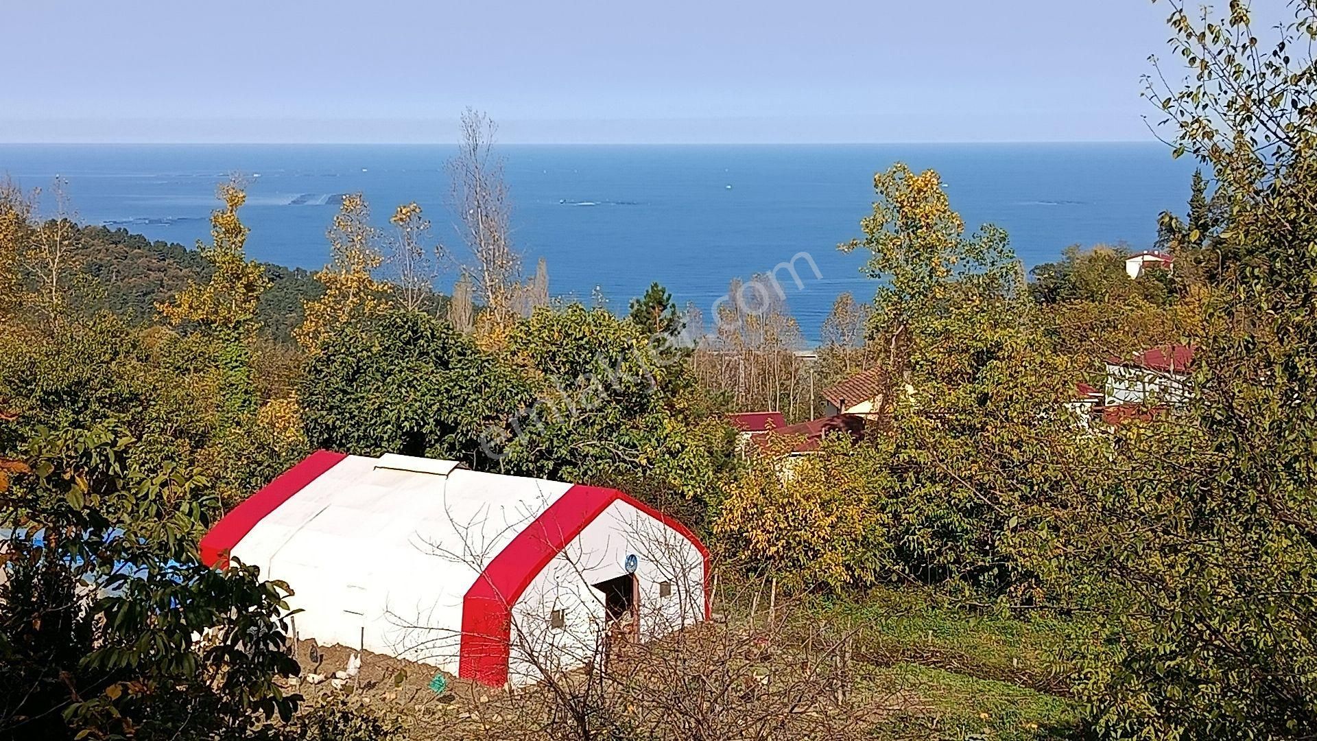 Deniz Ve Doğa Manzaralı - Görsel 2