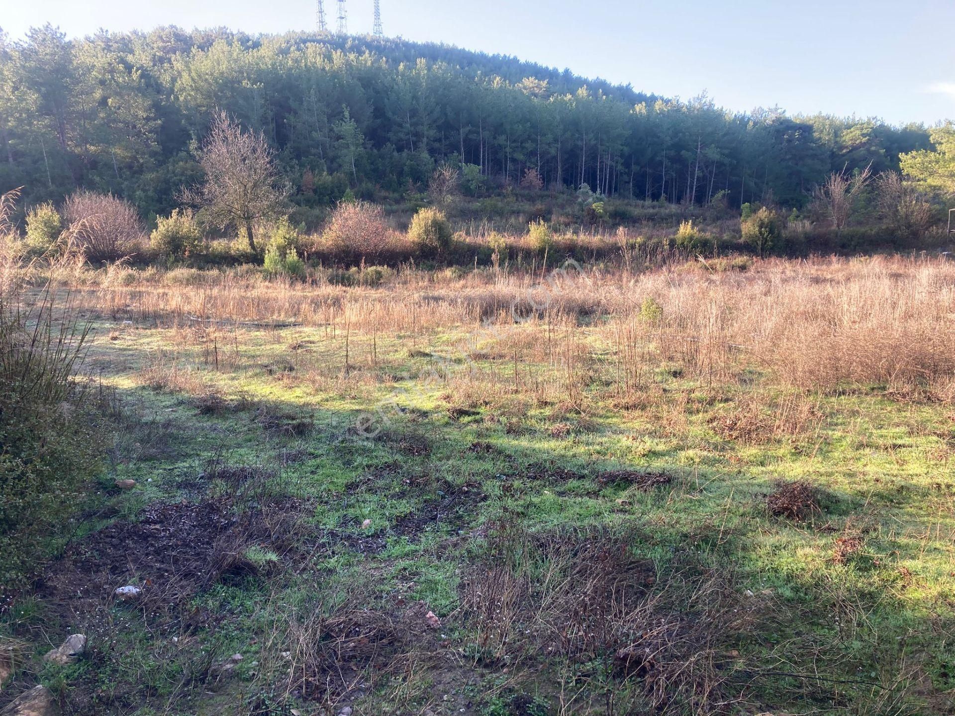 Ege'de Uygun Fiyatlı, Zeytinli Ve Düz Taban Tarla Fırsatı!