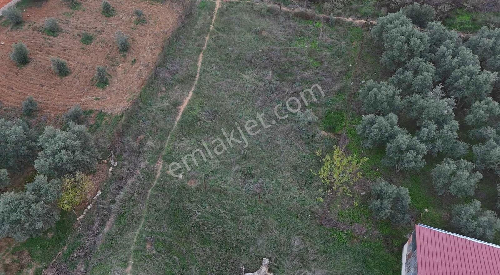 Pek Emlaktan İmarlı Arsa İsteyen Bu İlanı İncelesin Tire Alacalı - Görsel 10