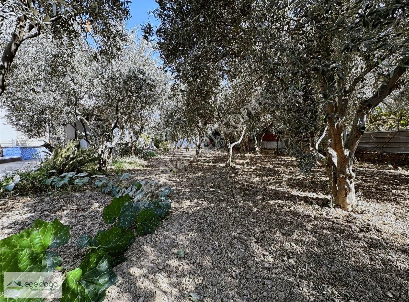 Kuşadası Karaova 1 Dönüm İçinde Özel Havuzlu Özel Mülk - Görsel 19