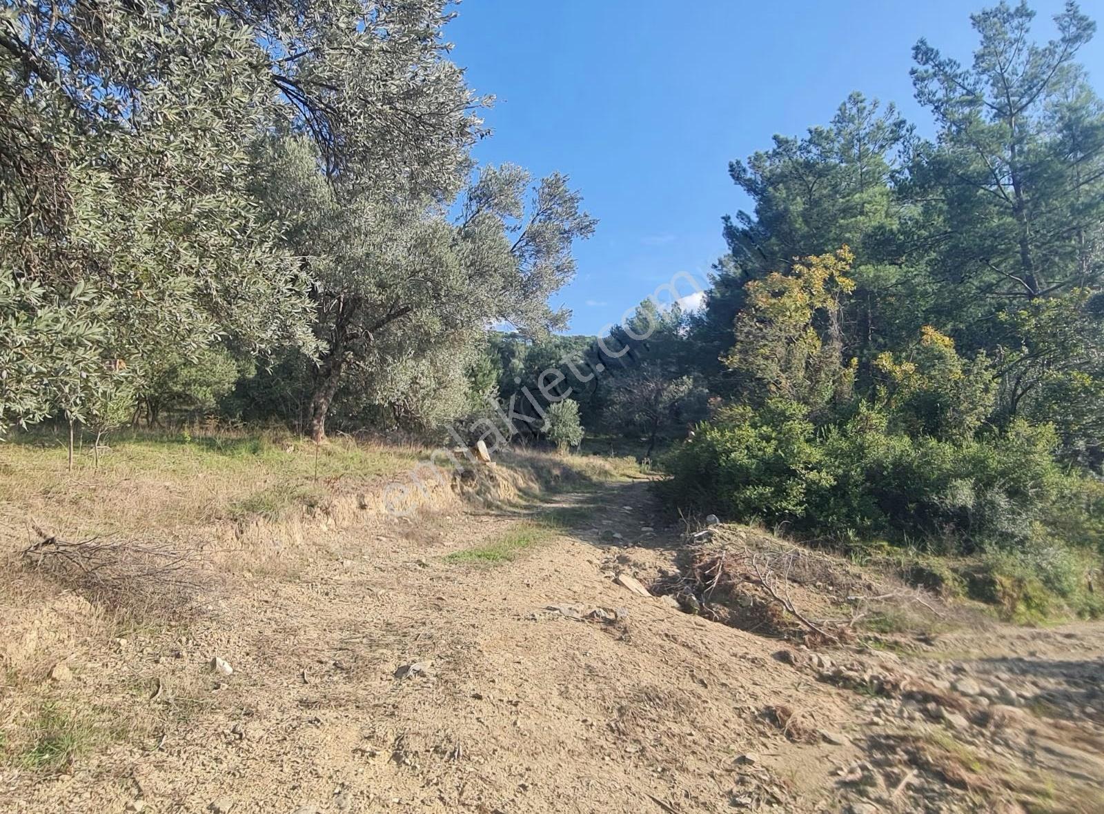 Skemer Ceylanda 1440 M2 Satılık Zeytinli Tarla. - Görsel 23