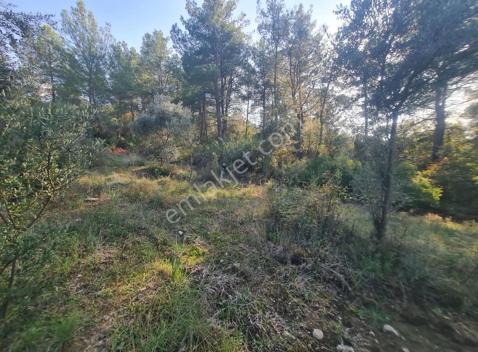 Skemer Ceylanda 1440 M2 Satılık Zeytinli Tarla. - Görsel 15