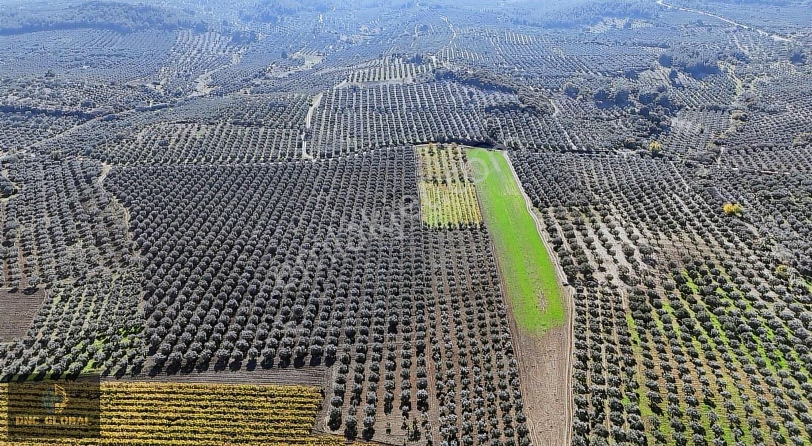 Manisa Saruhanlı Gözlet Mh. Satılık 57.500 M2 Zeytinlik - Görsel 2