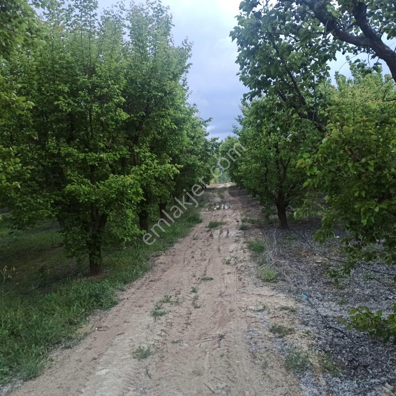 Antalya Korkuteli Sülekler Köyünde Ana Yola Cephe Satılık Meyve Bahçesi - Görsel 8