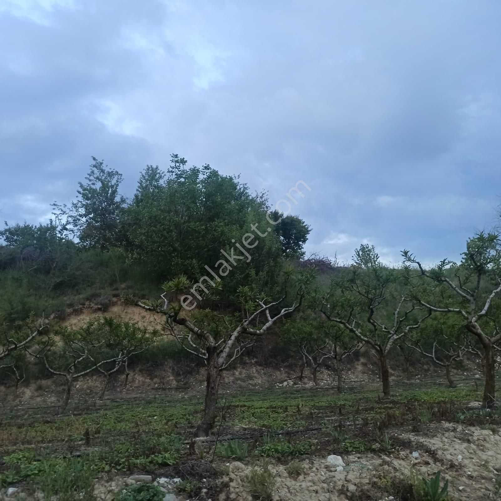 Antalya Korkuteli Sülekler Köyünde Ana Yola Cephe Satılık Meyve Bahçesi - Görsel 20