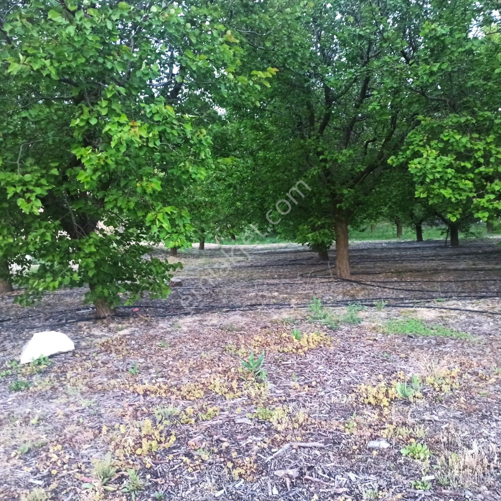 Antalya Korkuteli Sülekler Köyünde Ana Yola Cephe Satılık Meyve Bahçesi - Görsel 10