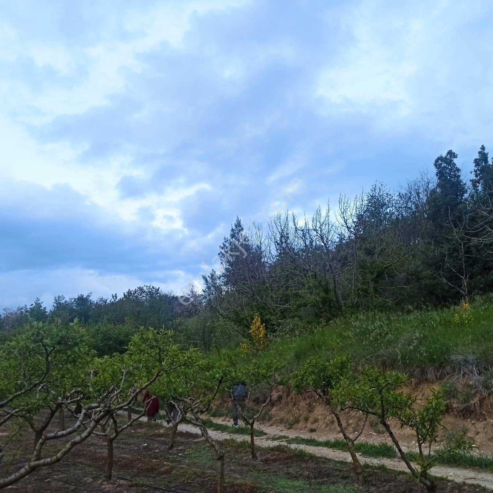 Antalya Korkuteli Sülekler Köyünde Ana Yola Cephe Satılık Meyve Bahçesi - Görsel 22