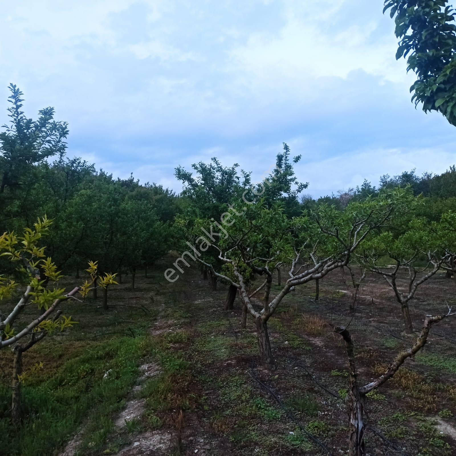 Antalya Korkuteli Sülekler Köyünde Ana Yola Cephe Satılık Meyve Bahçesi - Görsel 19