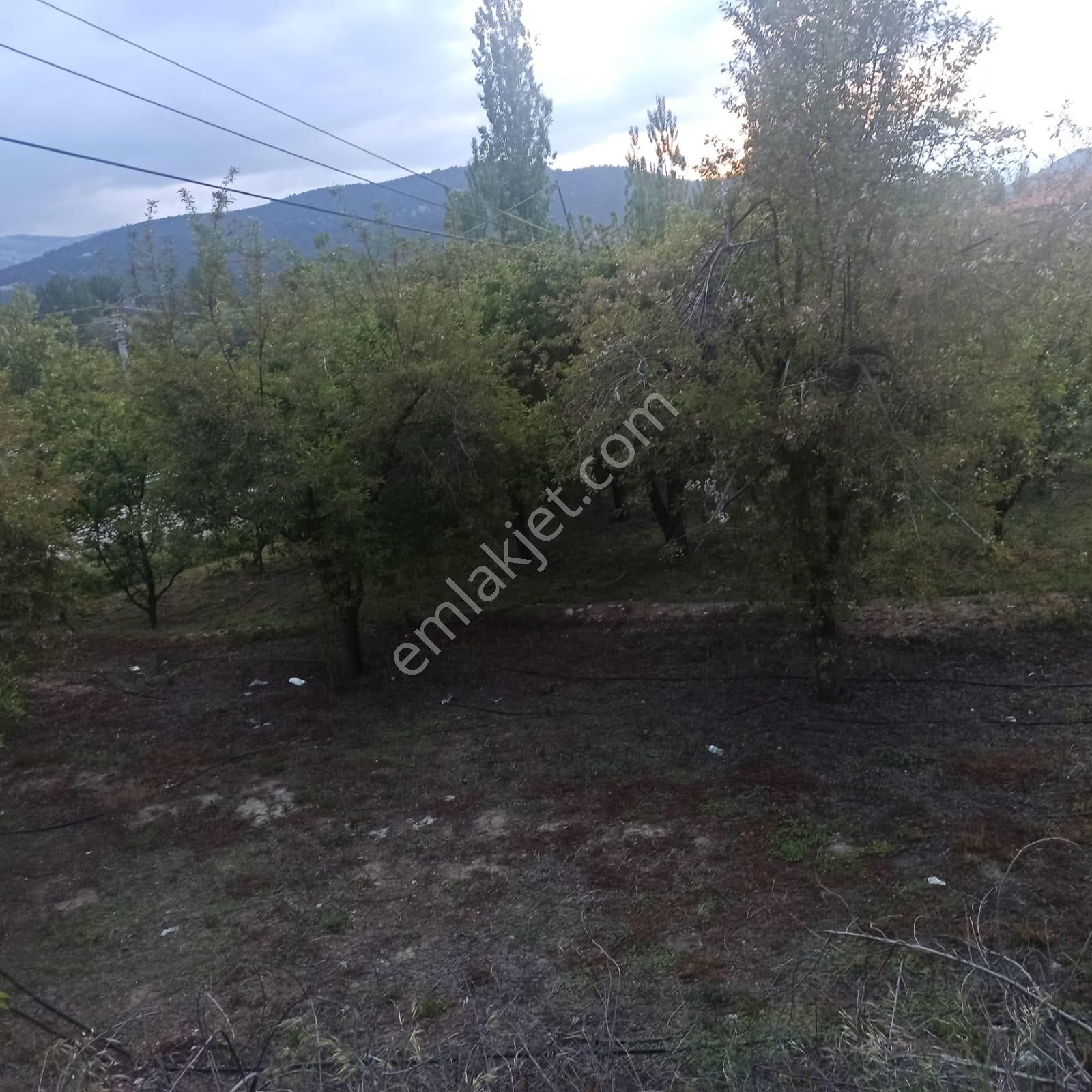 Antalya Korkuteli Sülekler Köyünde Ana Yola Cephe Satılık Meyve Bahçesi - Görsel 13