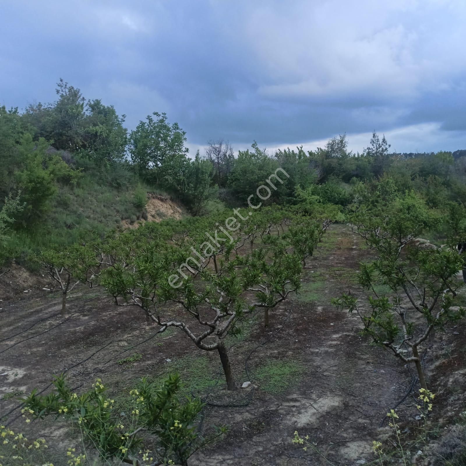 Antalya Korkuteli Sülekler Köyünde Ana Yola Cephe Satılık Meyve Bahçesi - Görsel 12
