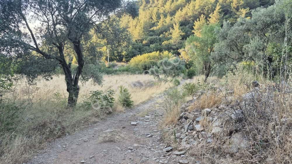 Torbalı Karakızlar Köyü Satılık Zeytinlik 7.075m2 - Görsel 5