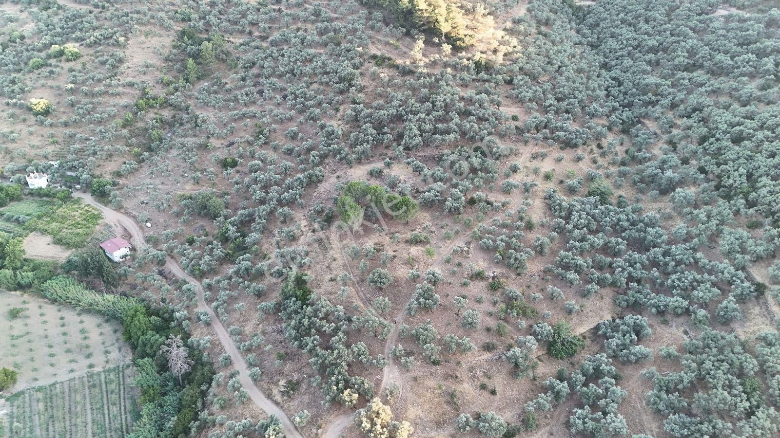 Torbalı Karakızlar Köyü Satılık Zeytinlik 7.075m2 - Görsel 4
