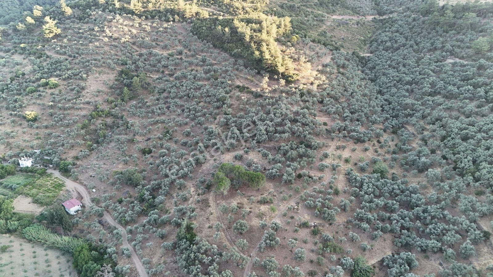 Torbalı Karakızlar Köyü Satılık Zeytinlik 7.075m2 - Görsel 6