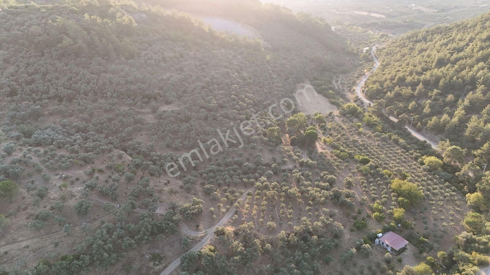 Torbalı Karakızlar Köyü Satılık Zeytinlik 7.075m2 - Görsel 7