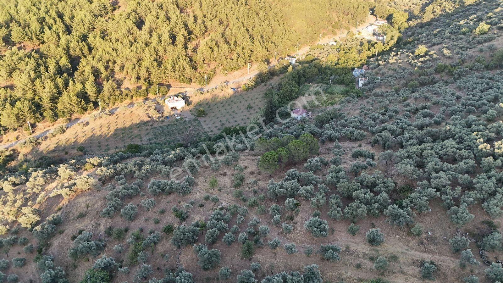 Torbalı Karakızlar Köyü Satılık Zeytinlik 7.075m2 - Görsel 2