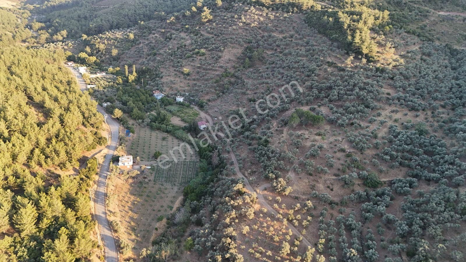 Torbalı Karakızlar Köyü Satılık Zeytinlik 7.075m2 - Görsel 8