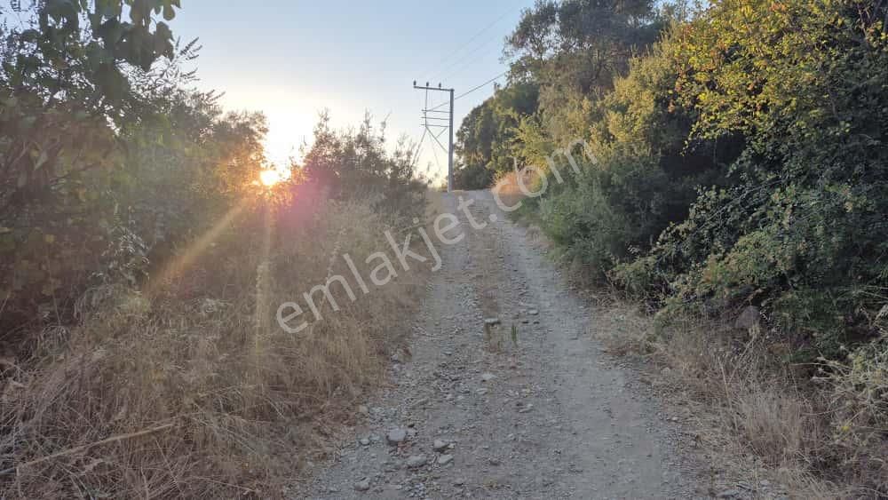 Torbalı Karakızlar Köyü Satılık Zeytinlik 7.075m2 - Görsel 3