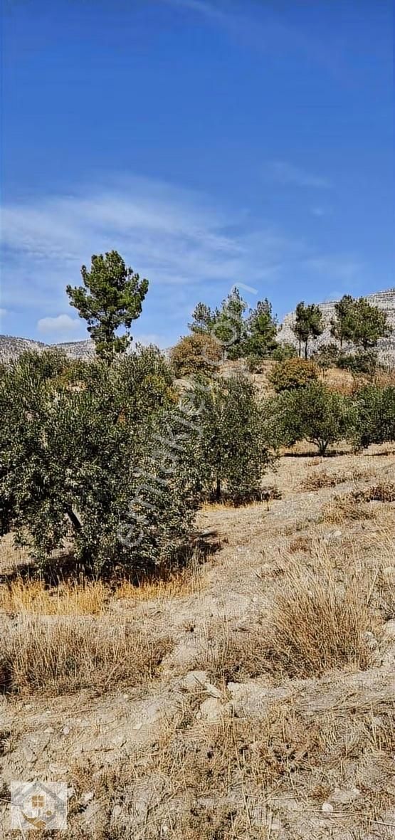 Esençayda Fırsat Zeytin Bahçesi - Görsel 5