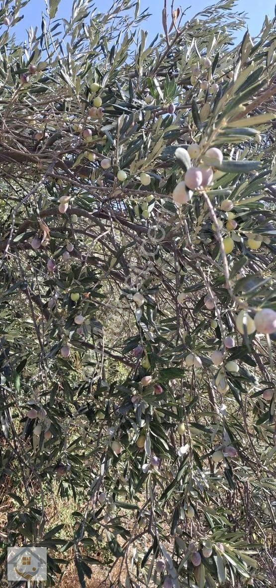 Esençayda Fırsat Zeytin Bahçesi - Görsel 17