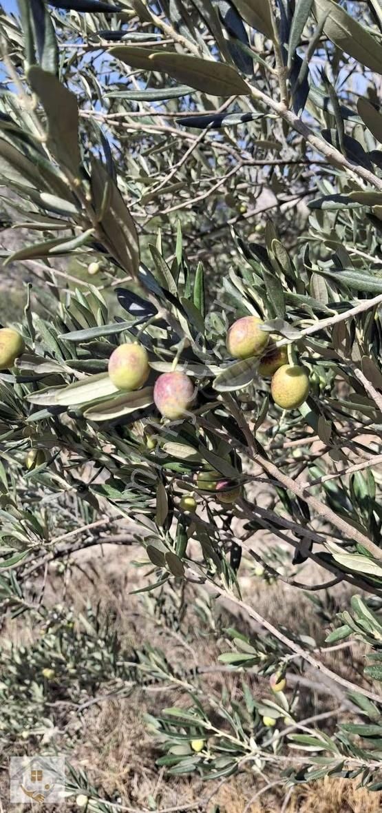 Esençayda Fırsat Zeytin Bahçesi - Görsel 11