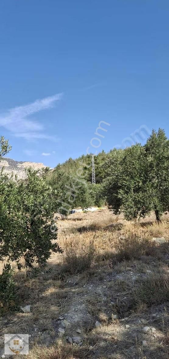 Esençayda Fırsat Zeytin Bahçesi - Görsel 20