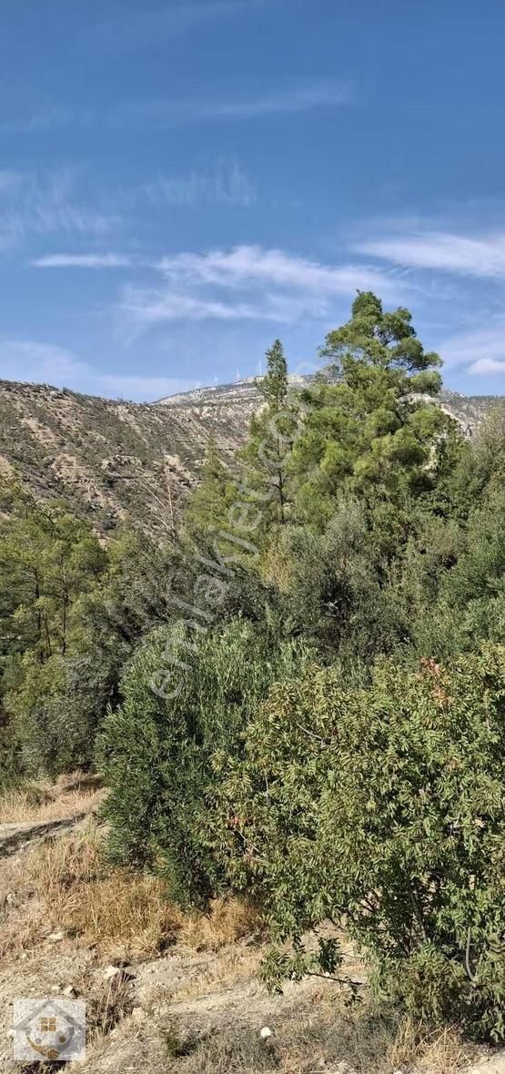 Esençayda Fırsat Zeytin Bahçesi - Görsel 19