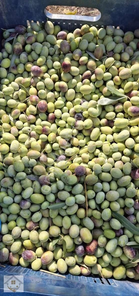 Esençayda Fırsat Zeytin Bahçesi - Görsel 2