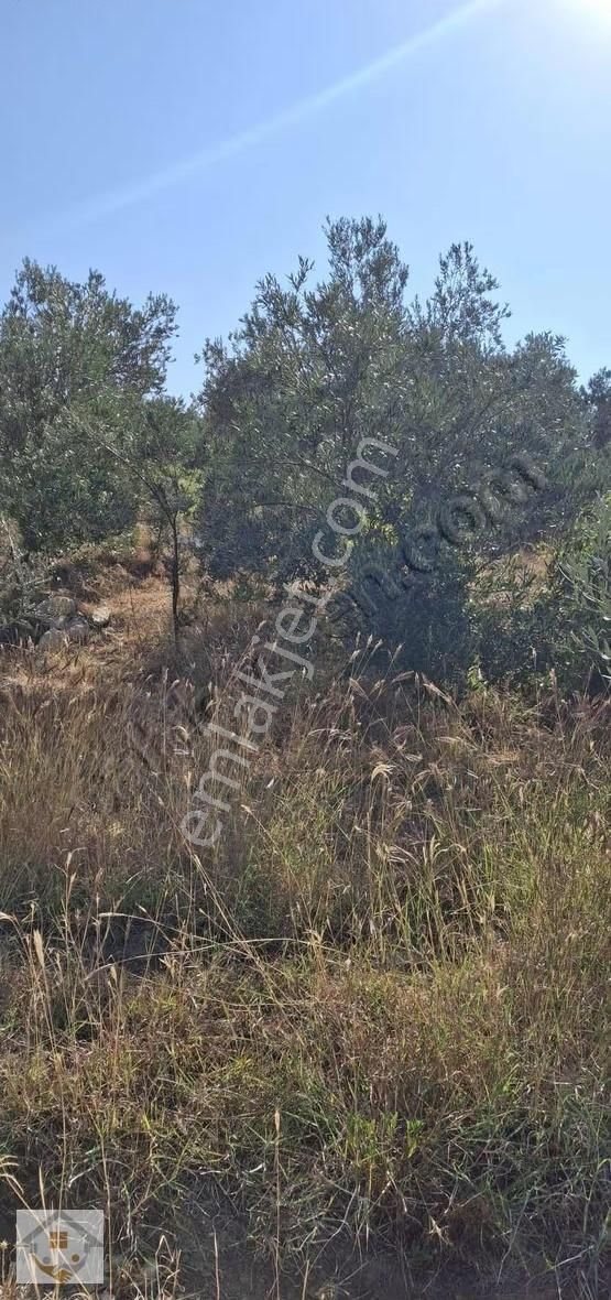 Esençayda Fırsat Zeytin Bahçesi - Görsel 4