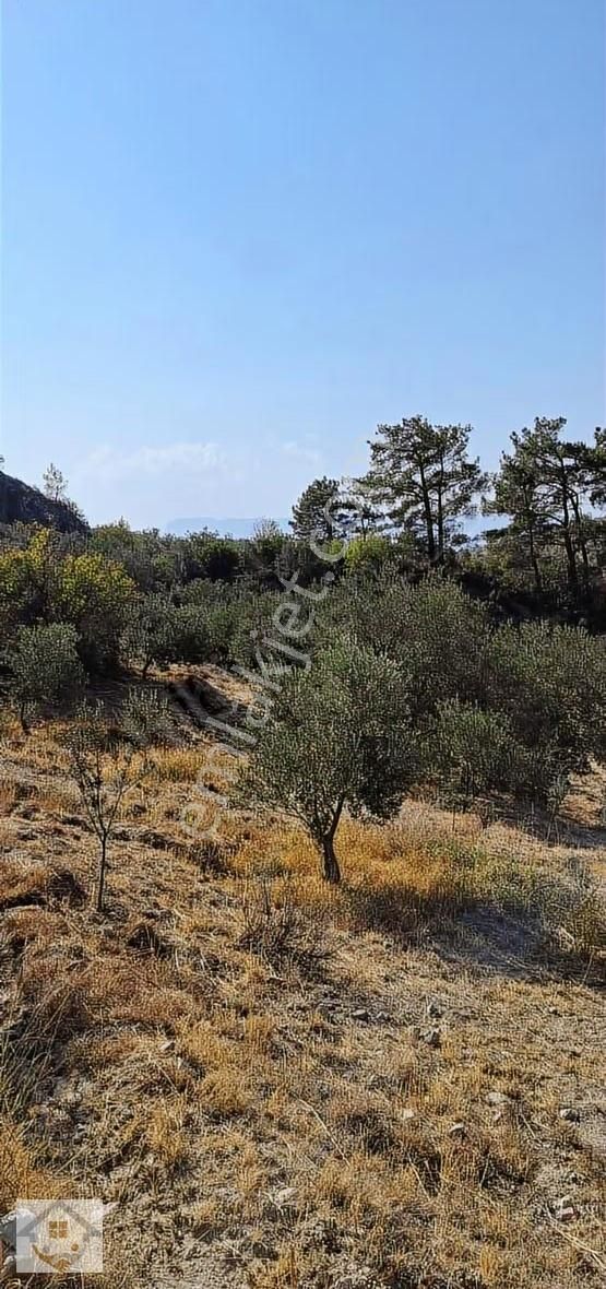 Esençayda Fırsat Zeytin Bahçesi - Görsel 6