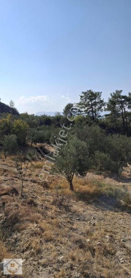 Esençayda Fırsat Zeytin Bahçesi - Görsel 8