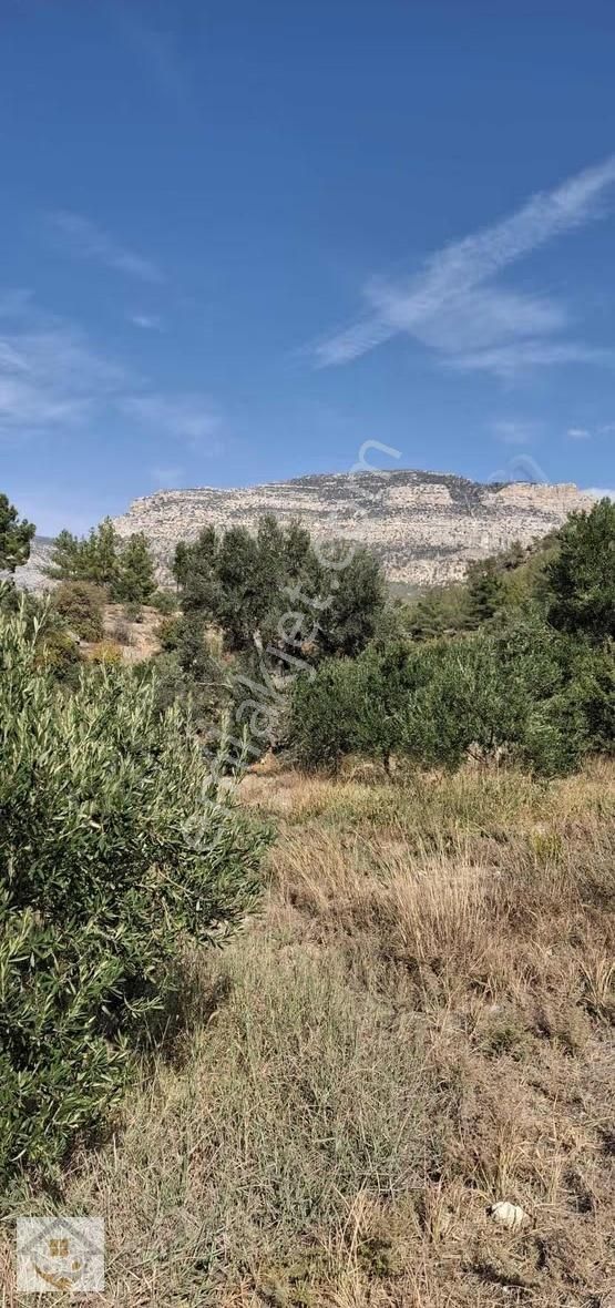 Esençayda Fırsat Zeytin Bahçesi - Görsel 18