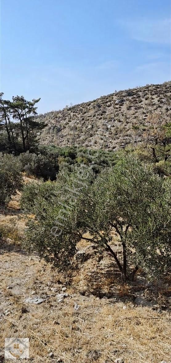 Esençayda Fırsat Zeytin Bahçesi - Görsel 3