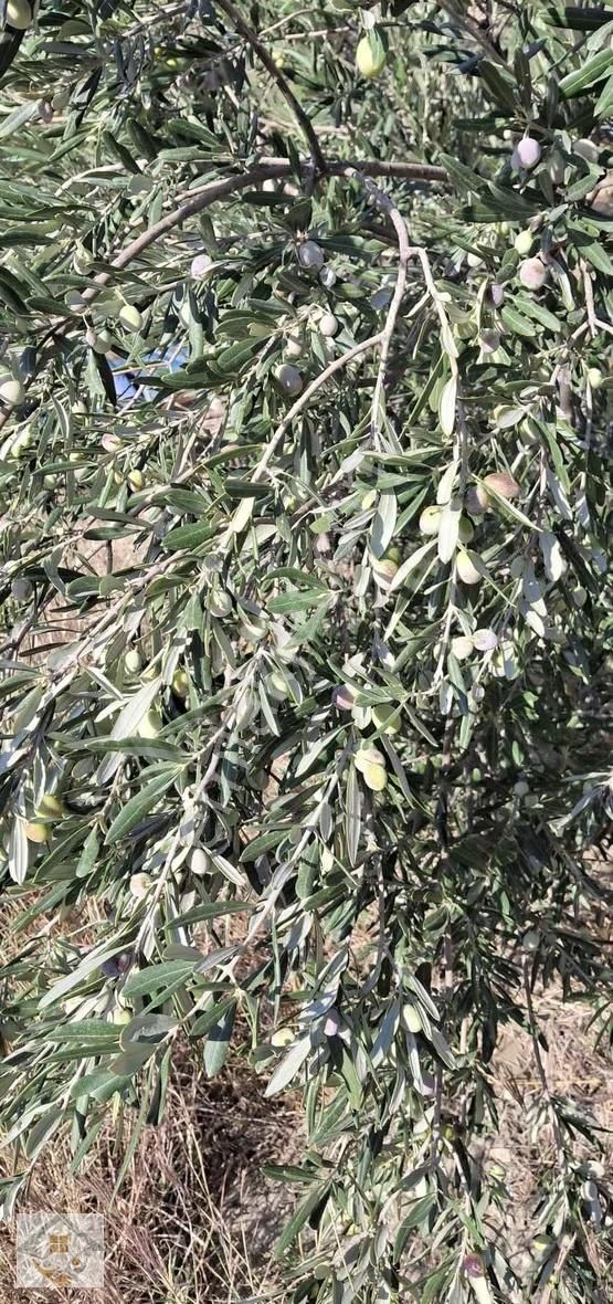 Esençayda Fırsat Zeytin Bahçesi
