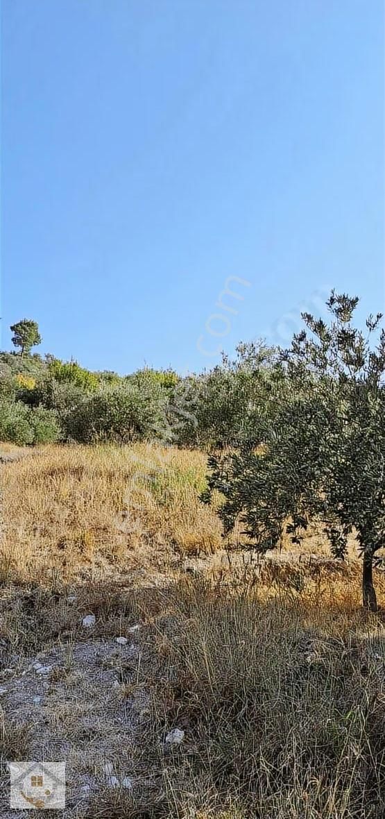 Esençayda Fırsat Zeytin Bahçesi - Görsel 7
