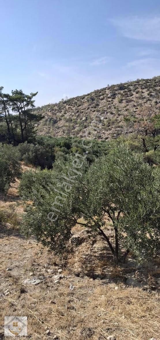 Esençayda Fırsat Zeytin Bahçesi - Görsel 15