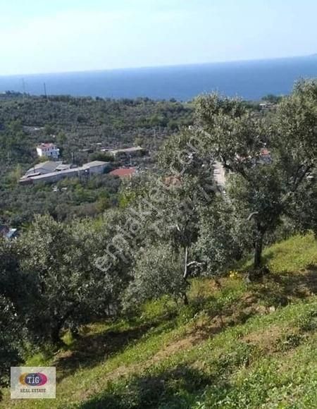 Tek İşim Gayrimenkul'den Mudanya Kumyaka Da Satılık Fırsat Tarla - Görsel 18