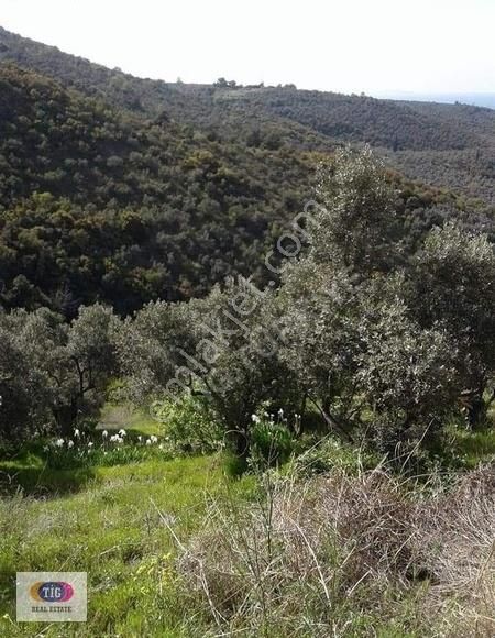 Tek İşim Gayrimenkul'den Mudanya Kumyaka Da Satılık Fırsat Tarla - Görsel 15