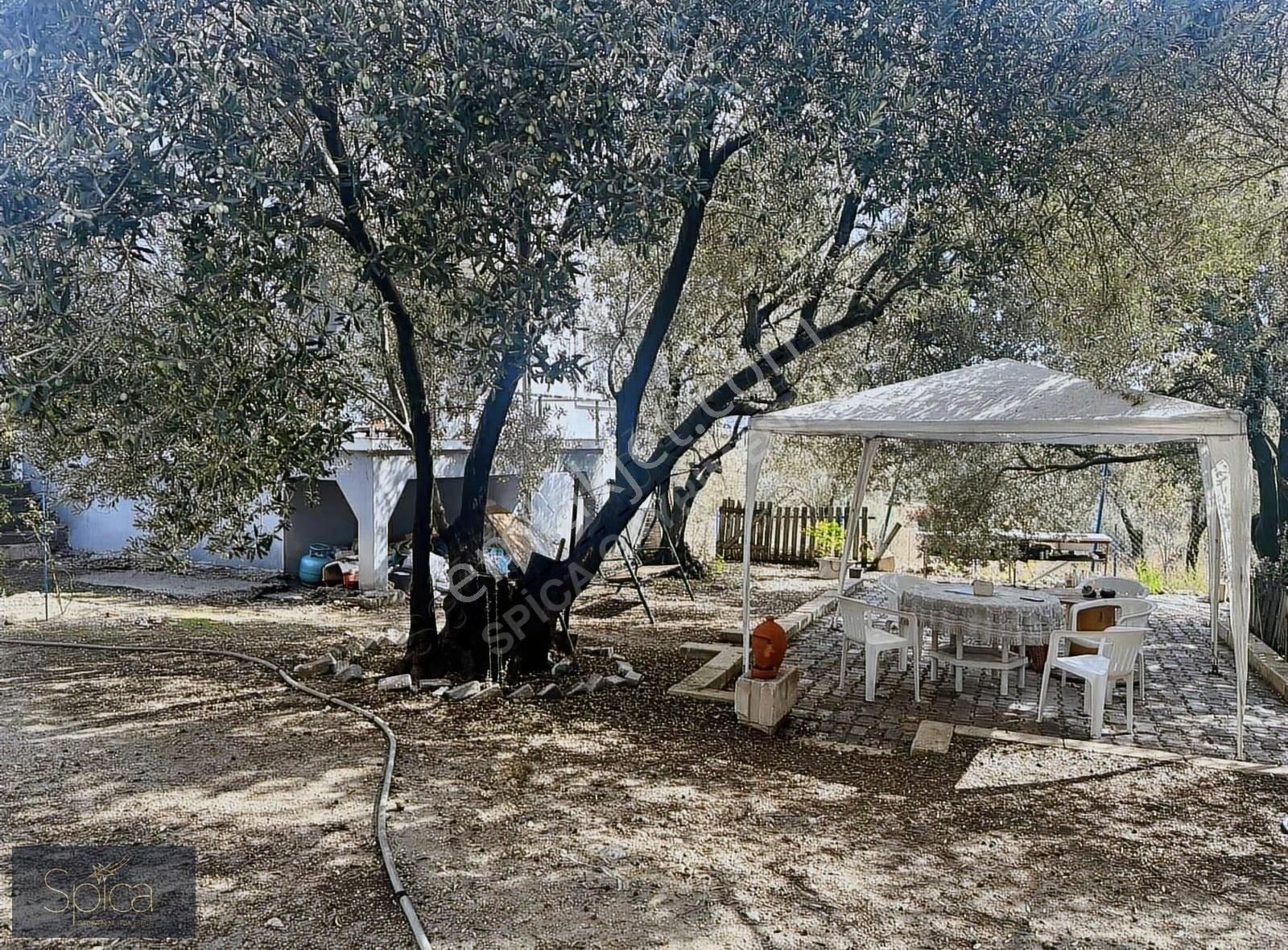 İzmir Foça Yolu Üzerinde 2650 M2 İçinde Çiftlik Hayatı Ve Konutu - Görsel 12