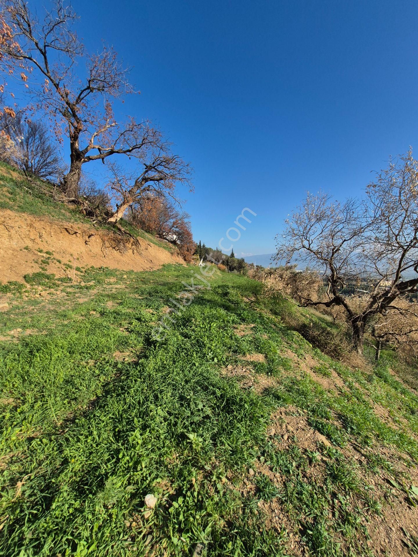 İsabeyli'de 14 Dönüm Satılık Zeytin Bahçesi - Görsel 10