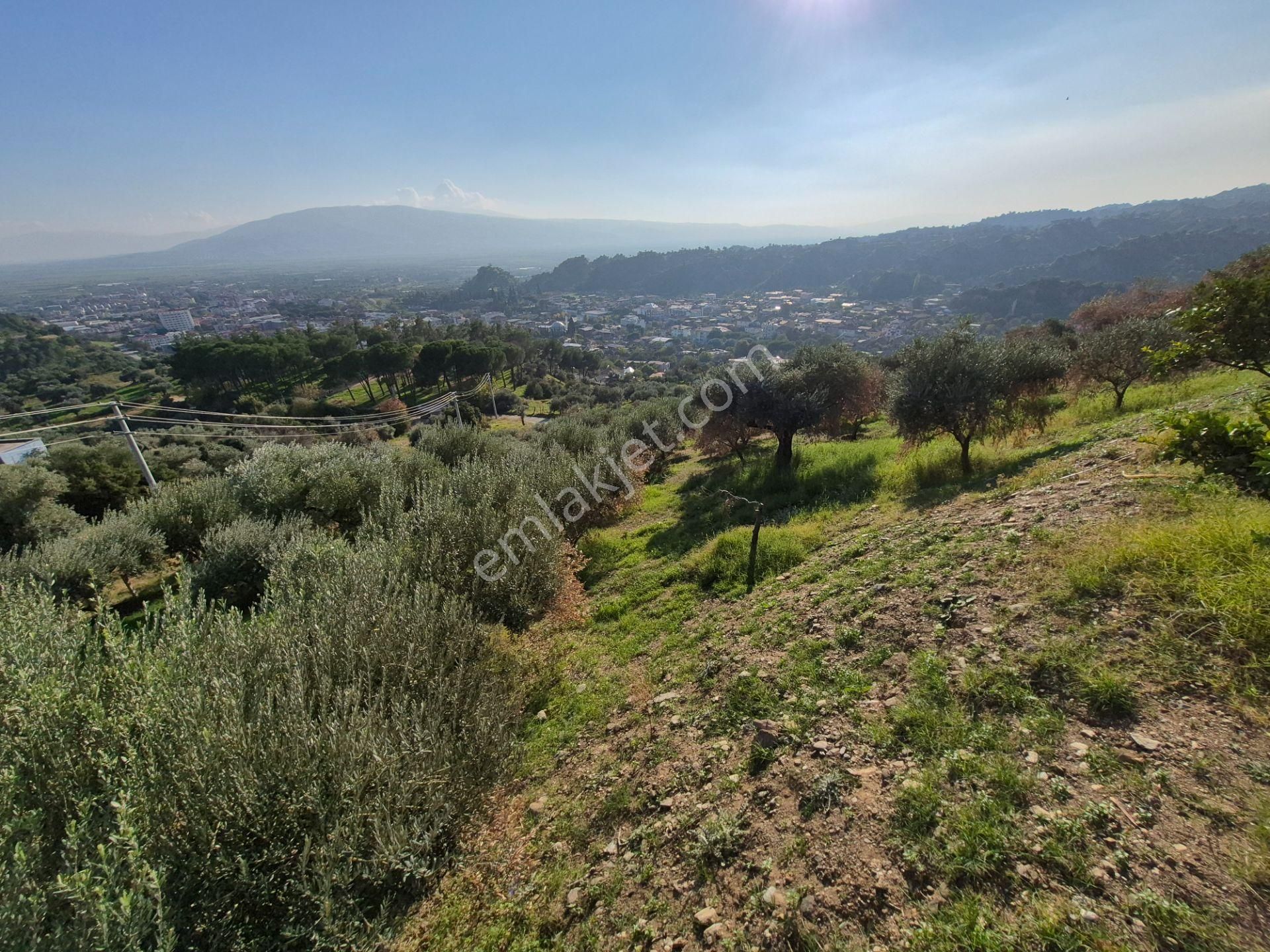 İsabeyli'de 14 Dönüm Satılık Zeytin Bahçesi