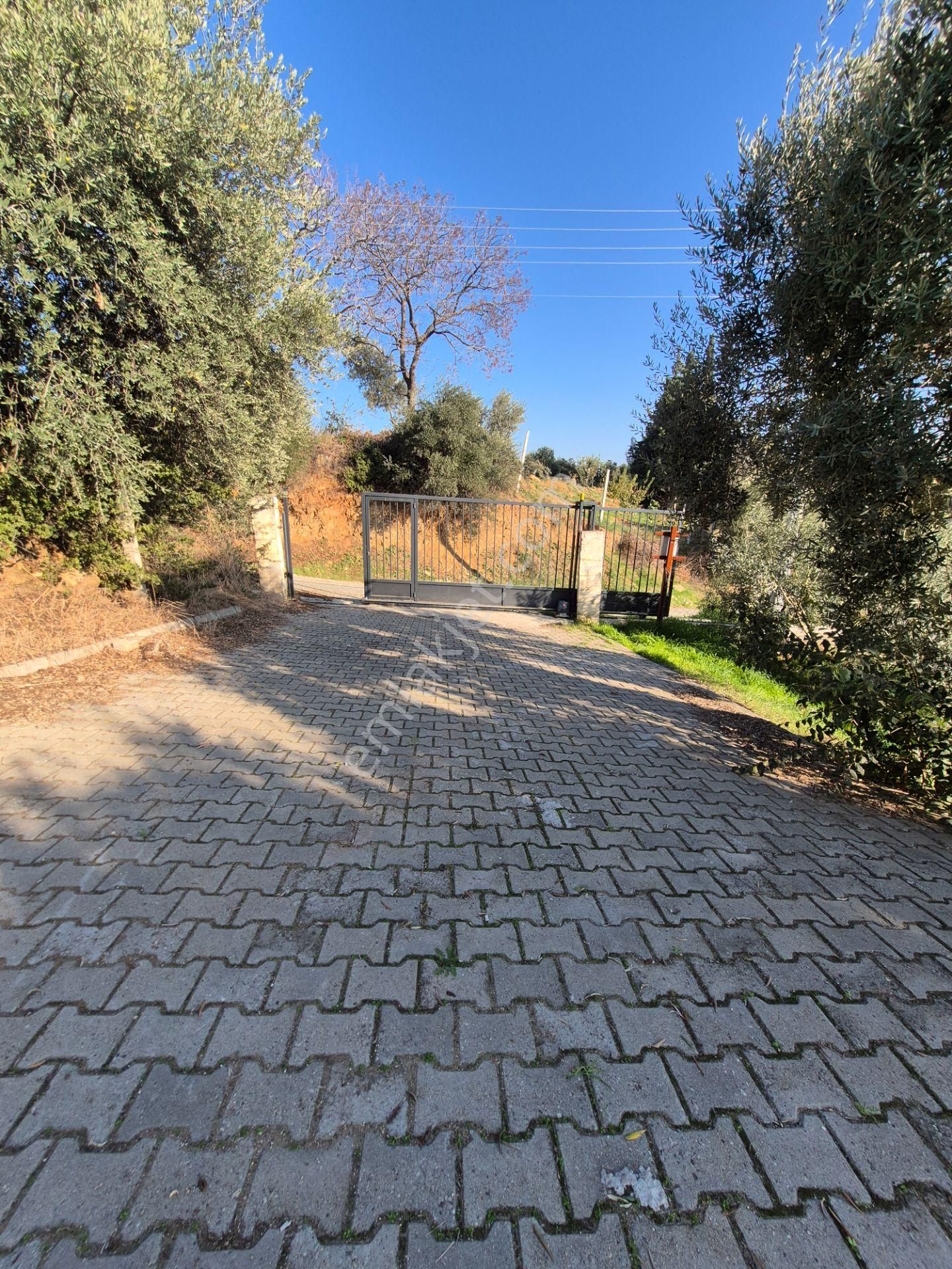 İsabeyli'de 14 Dönüm Satılık Zeytin Bahçesi - Görsel 20