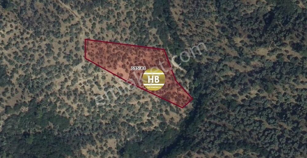 Hb'den Satılık Zeytinlik, Karaköy'de Yatırımlık Fırsat - Görsel 2