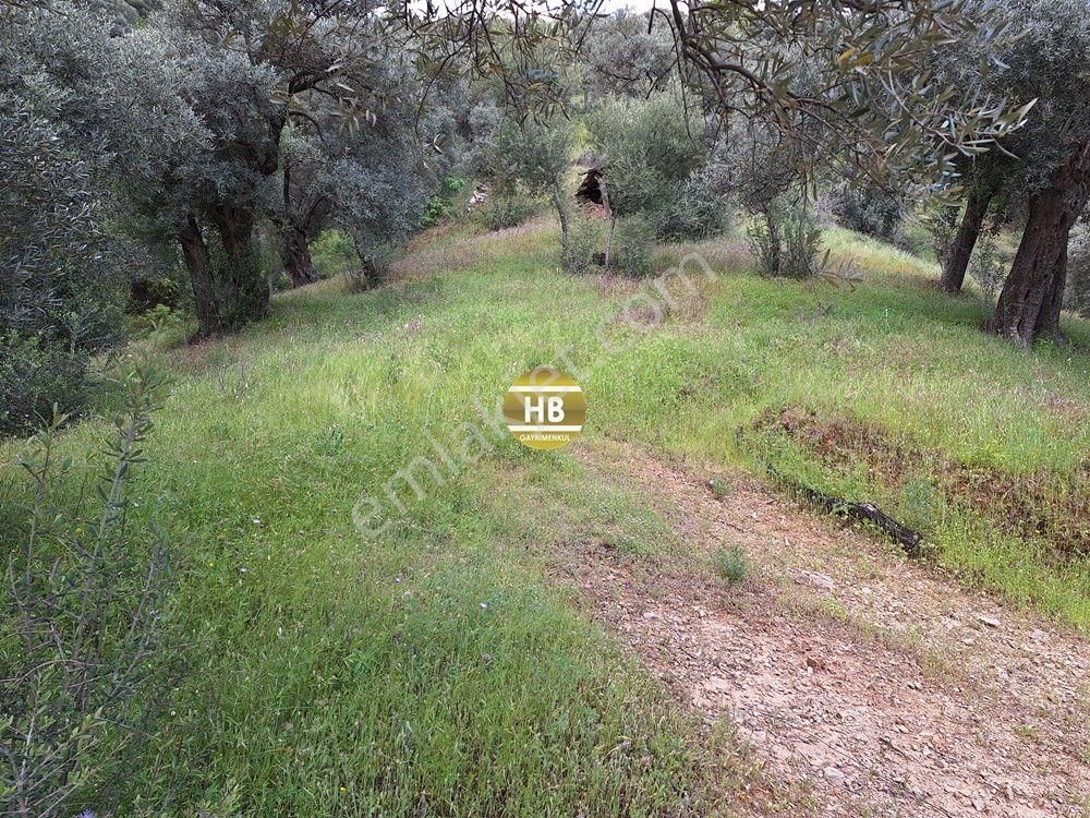 Hb'den Satılık Zeytinlik, Karaköy'de Geleceğe Yatırım Fırsatı - Görsel 10