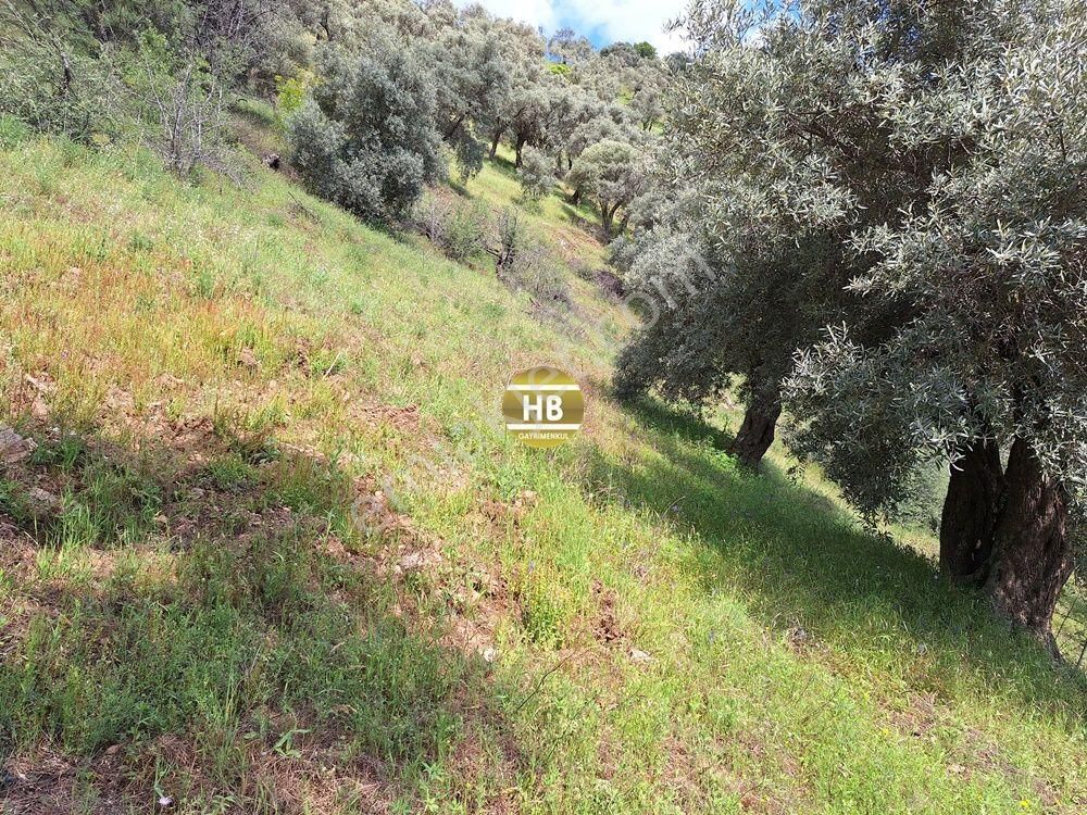 Hb'den Satılık Zeytinlik, Karaköy'de Geleceğe Yatırım Fırsatı - Görsel 16