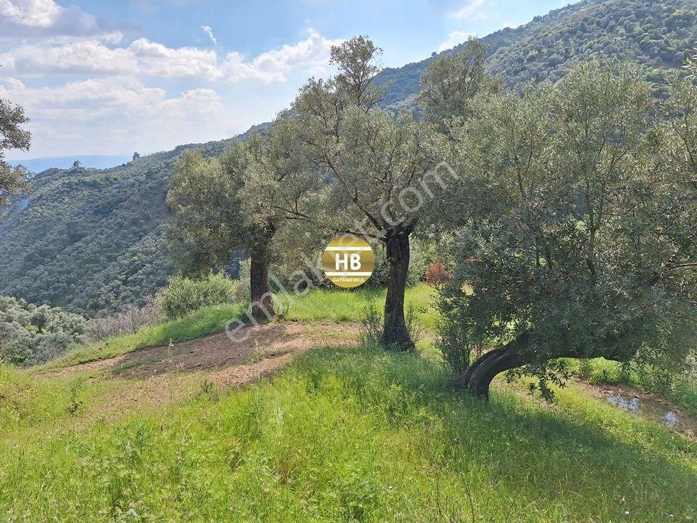 Hb'den Satılık Zeytinlik, Karaköy'de Geleceğe Yatırım Fırsatı - Görsel 15
