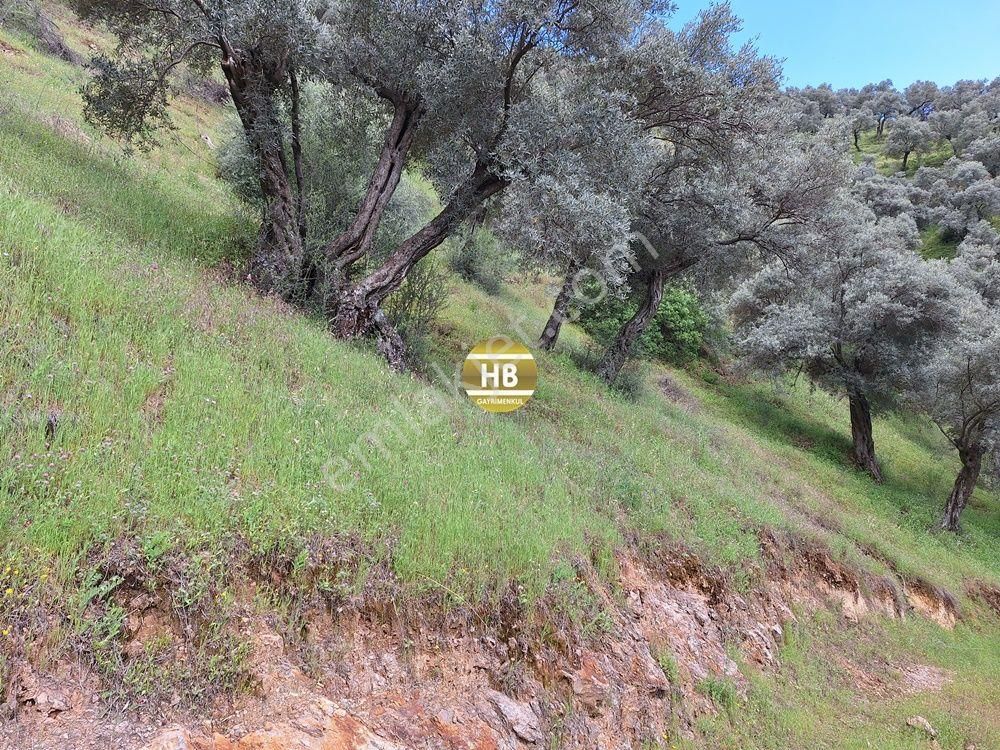 Hb'den Satılık Zeytinlik, Karaköy'de Geleceğe Yatırım Fırsatı - Görsel 3