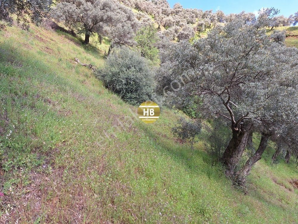 Hb'den Satılık Zeytinlik, Karaköy'de Geleceğe Yatırım Fırsatı - Görsel 17