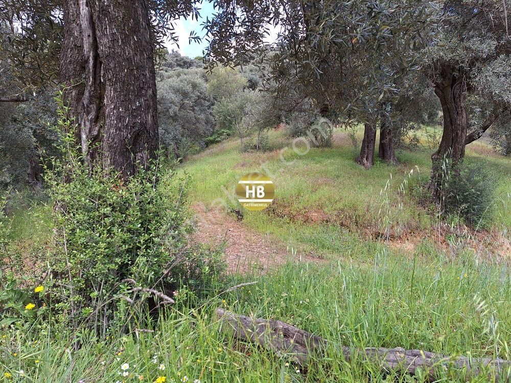 Hb'den Satılık Zeytinlik, Karaköy'de Geleceğe Yatırım Fırsatı - Görsel 20