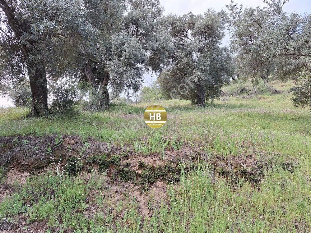 Hb'den Satılık Zeytinlik, Karaköy'de Geleceğe Yatırım Fırsatı - Görsel 5